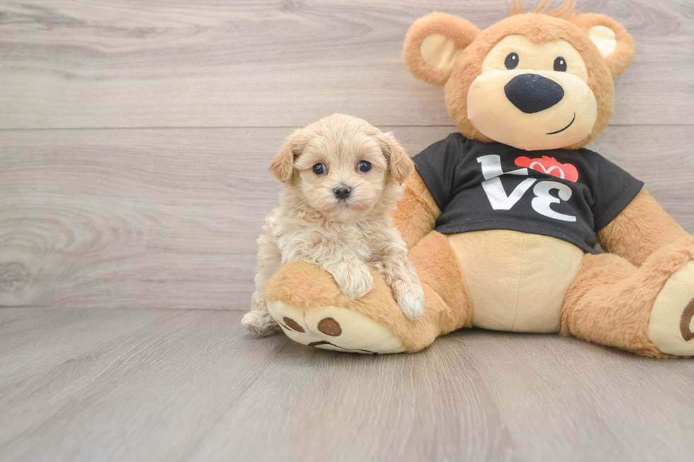 Popular Maltipoo Poodle Mix Pup