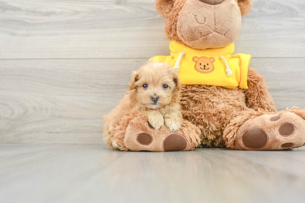 Playful Malt Oodle Poodle Mix Puppy