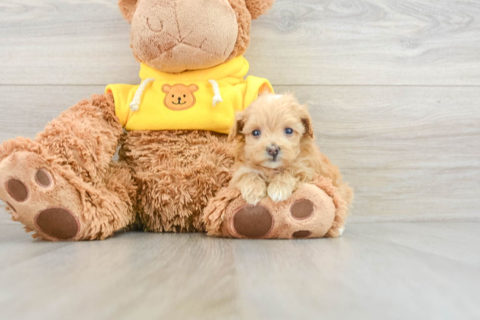 Energetic Maltidoodle Poodle Mix Puppy