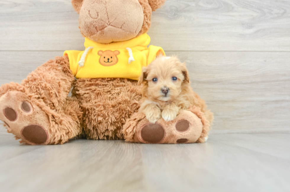 6 week old Maltipoo Puppy For Sale - Simply Southern Pups