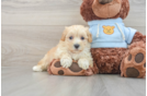 Popular Maltipoo Poodle Mix Pup