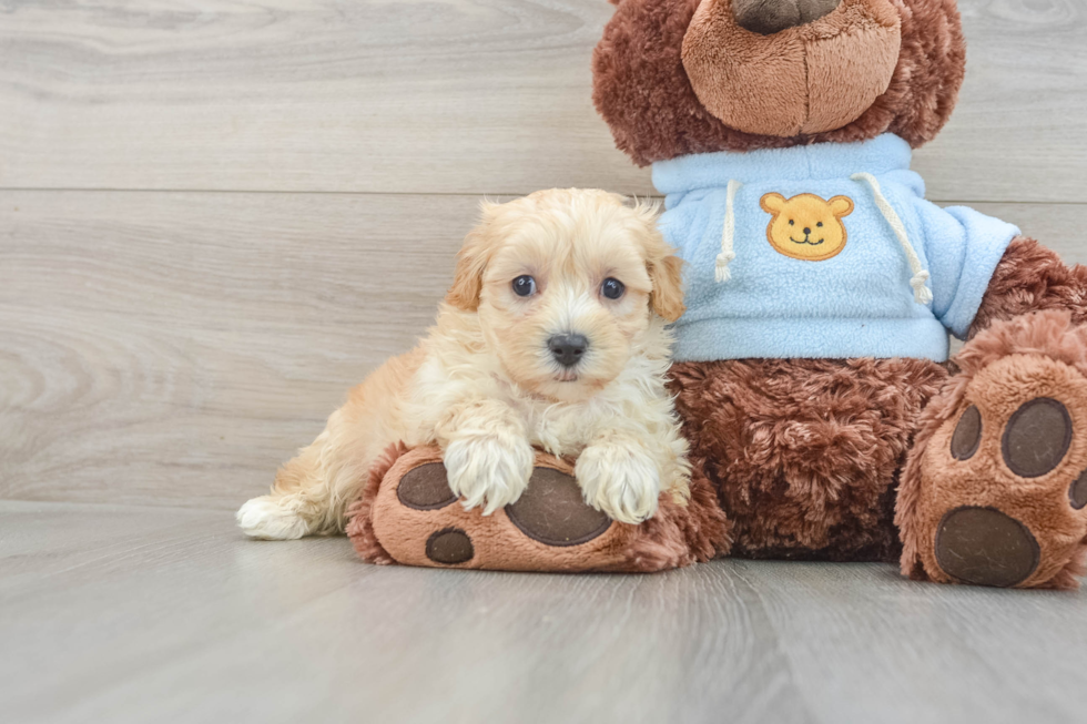 Popular Maltipoo Poodle Mix Pup