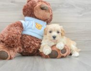 9 week old Maltipoo Puppy For Sale - Simply Southern Pups