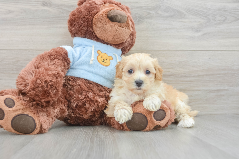 6 week old Maltipoo Puppy For Sale - Simply Southern Pups