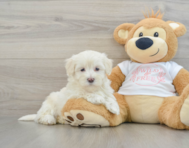 9 week old Maltipoo Puppy For Sale - Simply Southern Pups