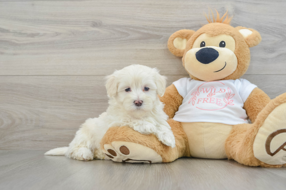 6 week old Maltipoo Puppy For Sale - Simply Southern Pups