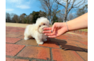 Cute Maltipoo Baby