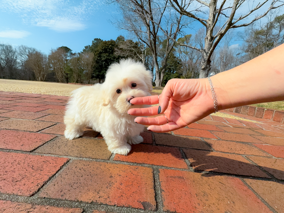 Cute Maltipoo Baby