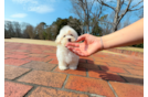 Maltipoo Pup Being Cute