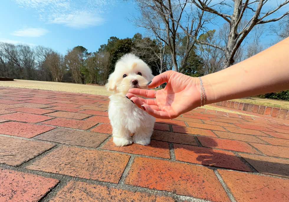 Maltipoo Pup Being Cute