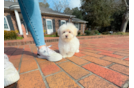 Cute Malt a Poo Poodle Mix Puppy