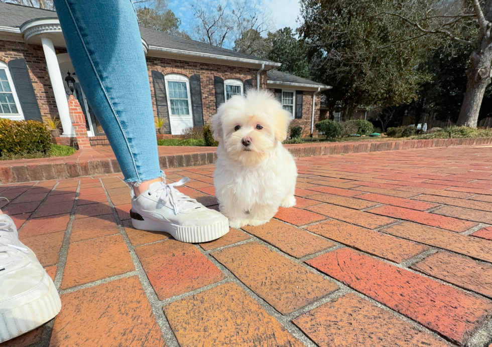 Cute Malt a Poo Poodle Mix Puppy