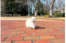 Cute Maltipoo Poodle Mix Pup