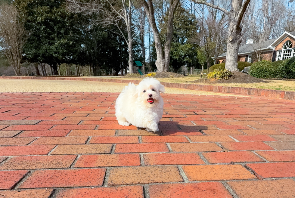 Cute Maltipoo Poodle Mix Pup