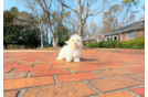 Cute Maltipoo Baby