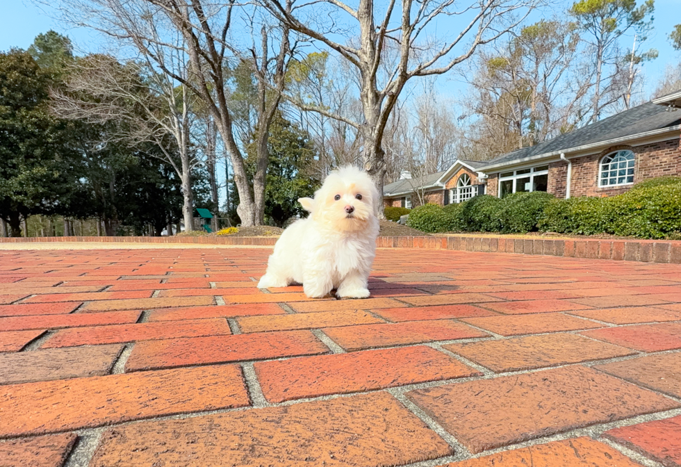 Cute Maltipoo Baby