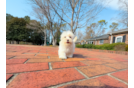 Cute Maltipoo Poodle Mix Pup