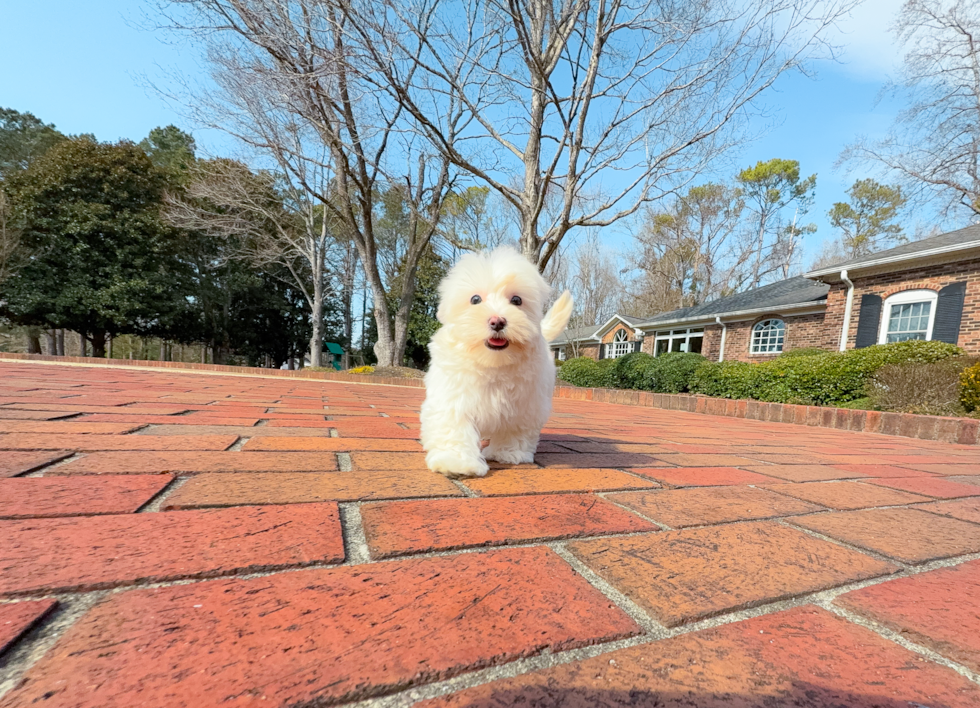 Cute Maltipoo Poodle Mix Pup