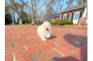 Cute Maltipoo Poodle Mix Pup