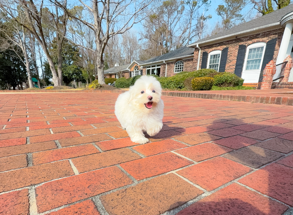 Cute Maltipoo Poodle Mix Pup