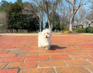 10 week old Maltipoo Puppy For Sale - Simply Southern Pups