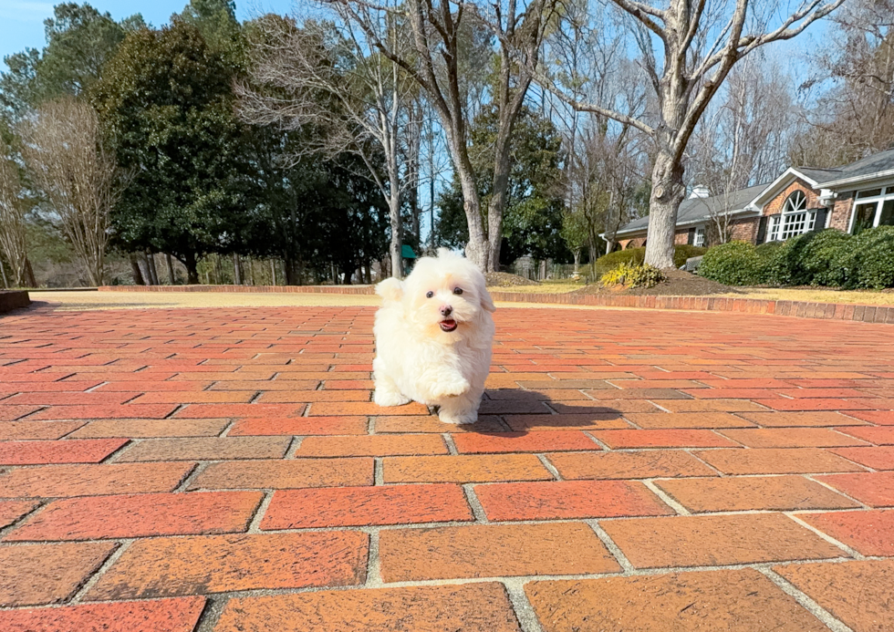 Best Maltipoo Baby