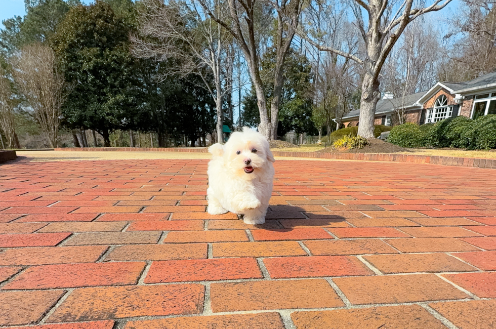 12 week old Maltipoo Puppy For Sale - Simply Southern Pups