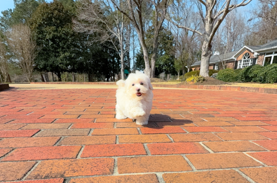 Best Maltipoo Baby