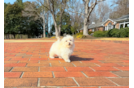 Cute Maltipoo Baby