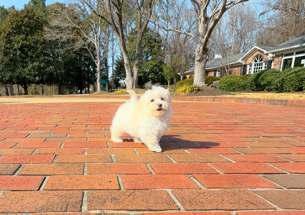 Cute Maltipoo Baby