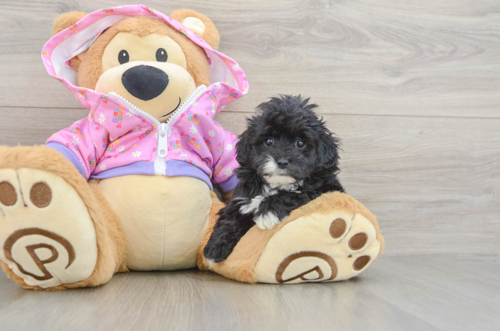 6 week old Maltipoo Puppy For Sale - Simply Southern Pups