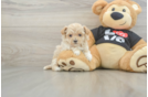 Maltipoo Puppy for Adoption