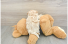 Sweet Maltipoo Baby