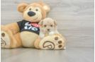 Best Maltipoo Baby