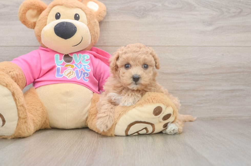 5 week old Maltipoo Puppy For Sale - Simply Southern Pups