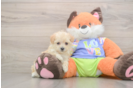 Happy Maltipoo Baby
