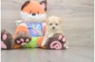 Hypoallergenic Moodle Poodle Mix Puppy