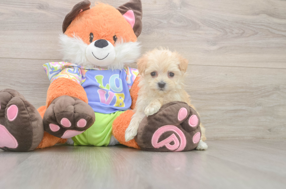 5 week old Maltipoo Puppy For Sale - Simply Southern Pups