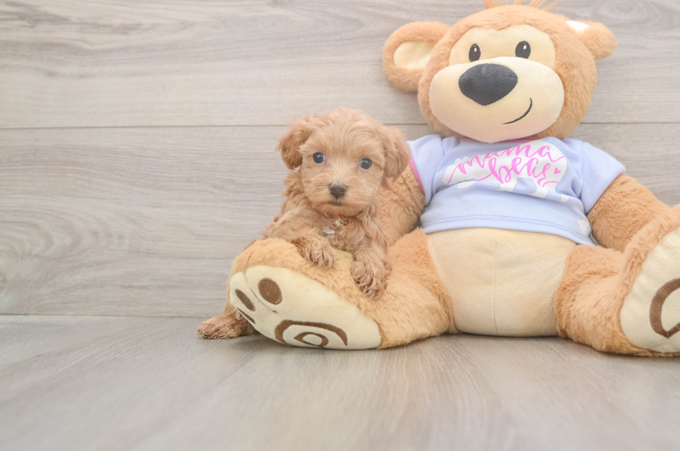 5 week old Maltipoo Puppy For Sale - Simply Southern Pups
