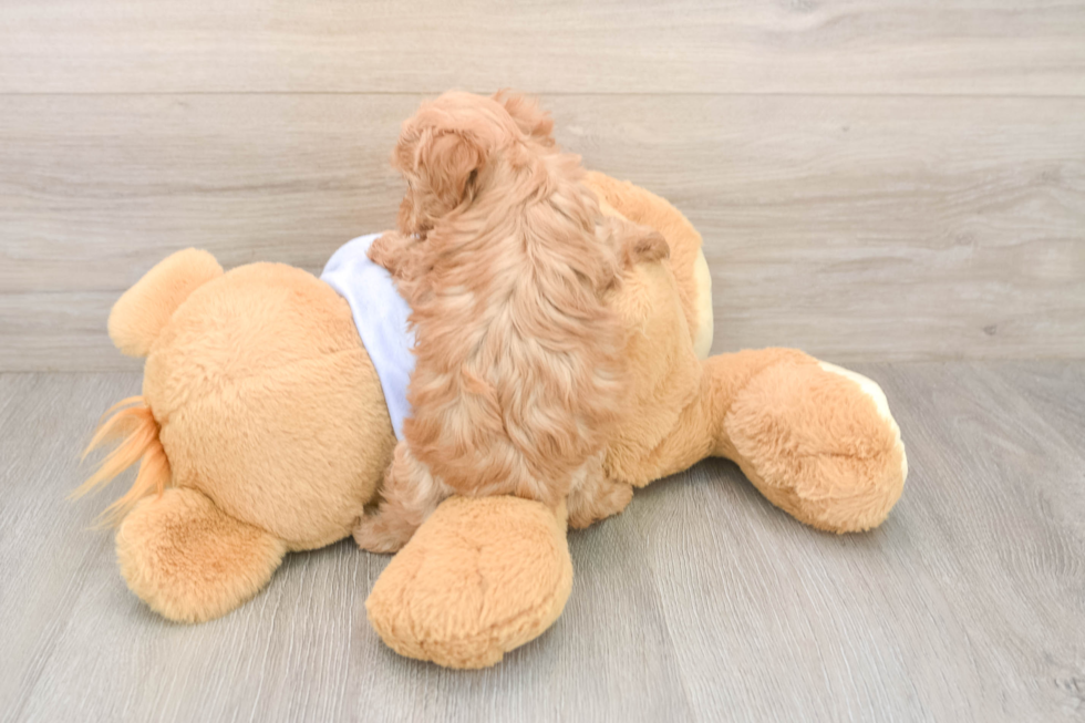 Smart Maltipoo Poodle Mix Pup