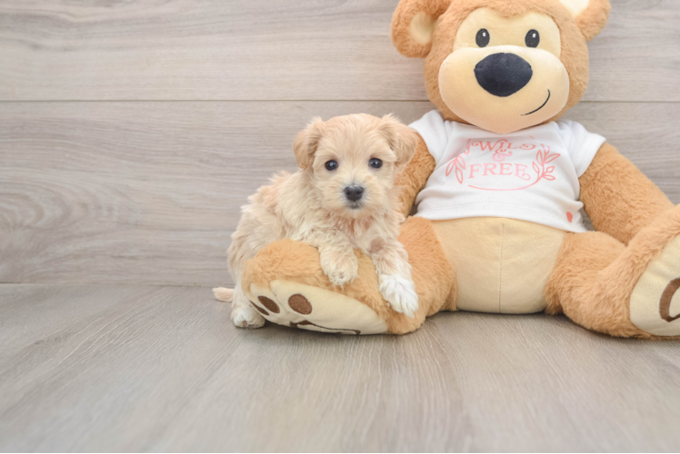 Maltipoo Pup Being Cute
