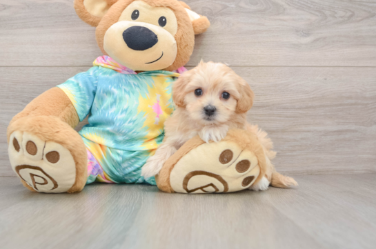 Best Maltipoo Baby