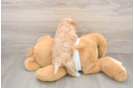 Hypoallergenic Multipoo Poodle Mix Puppy