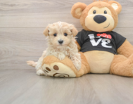 7 week old Maltipoo Puppy For Sale - Simply Southern Pups