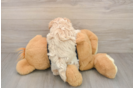 Funny Maltipoo Poodle Mix Pup