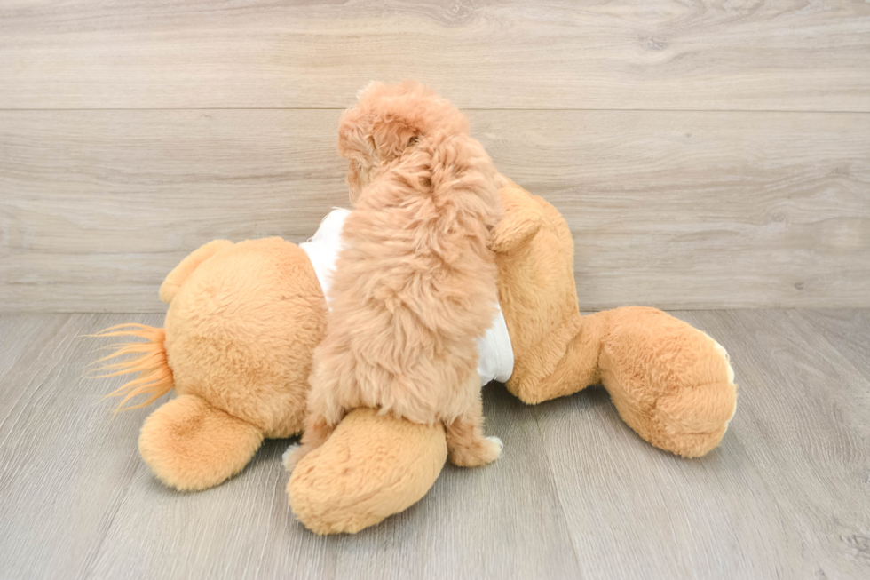 Maltipoo Puppy for Adoption