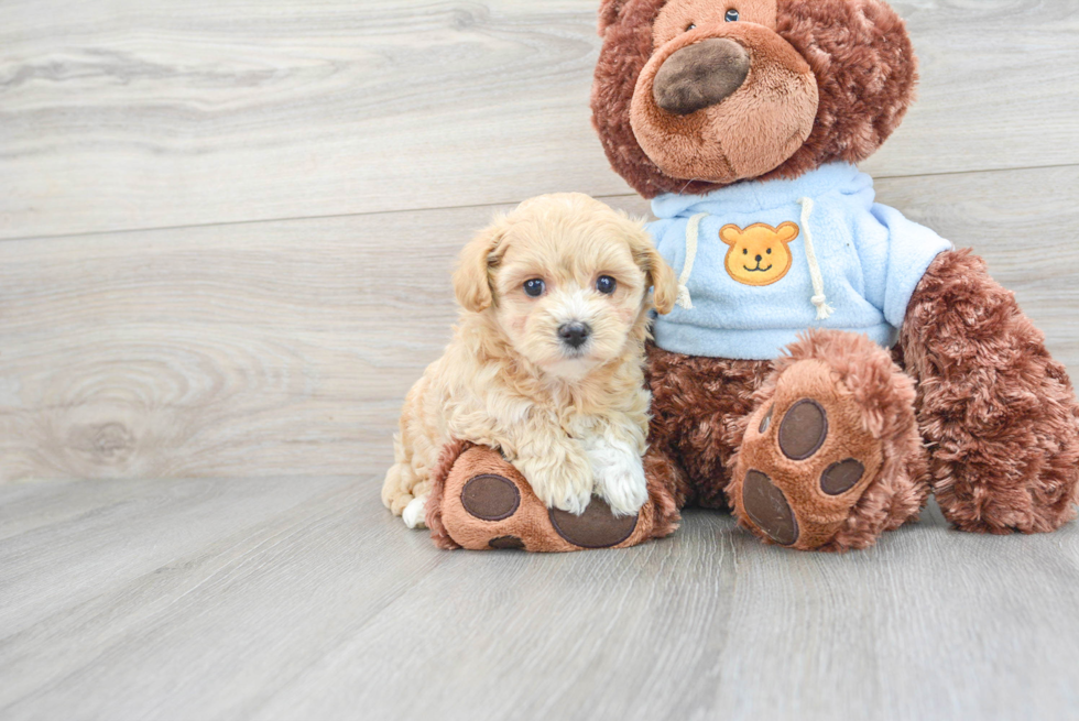 Playful Maltepoo Poodle Mix Puppy