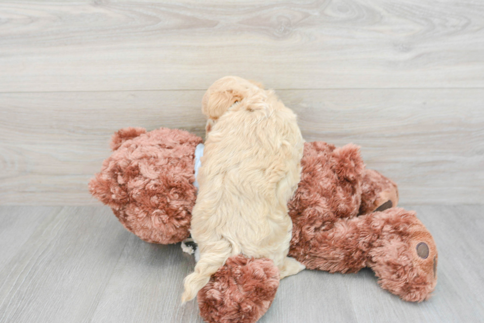 Popular Maltipoo Poodle Mix Pup