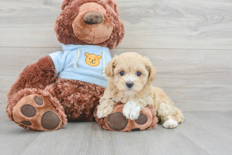 Smart Maltipoo Poodle Mix Pup