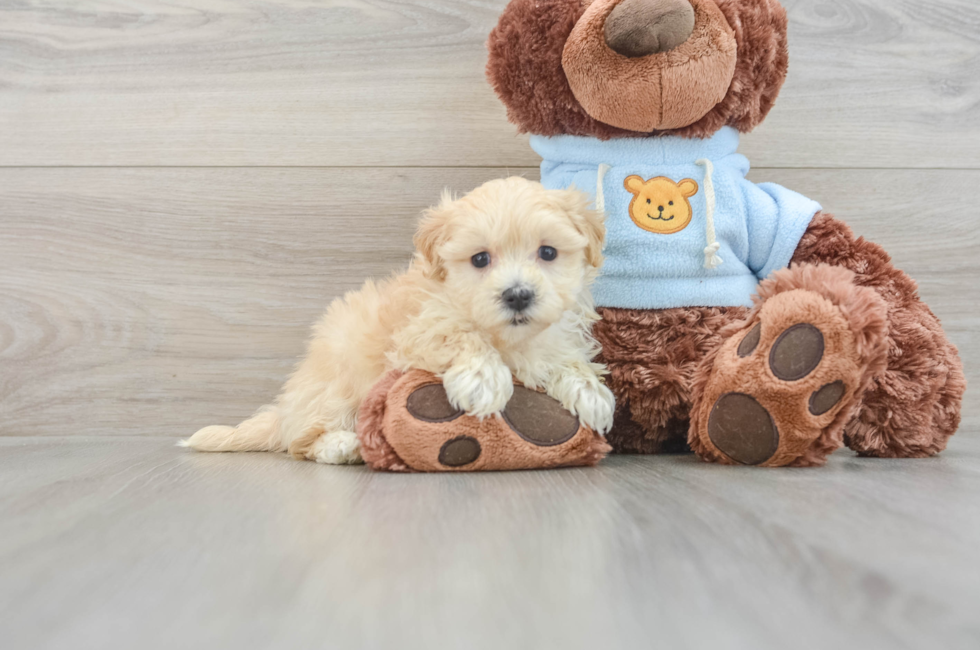 6 week old Maltipoo Puppy For Sale - Simply Southern Pups